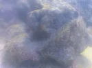 [TodoMarino.com] Mis corales no crecen :(
