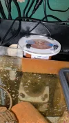 [TodoMarino.com] Algas naranjas por todo!