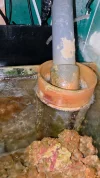 [TodoMarino.com] Algas naranjas por todo!