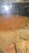 [TodoMarino.com] Algas naranjas por todo!