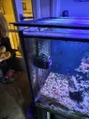 [TodoMarino.com] Vendo acuario marino 300L + Sump,completo todo 700€