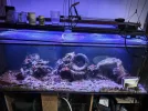 [TodoMarino.com] Vendo acuario marino 300L + Sump,completo todo 700€