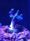 [TodoMarino.com] Ayuda sarcophyton estresado o se está muriendo?