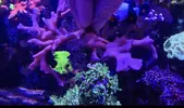 [TodoMarino.com] Montipora digitata Forest Fire Madrid