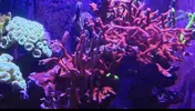 [TodoMarino.com] Montipora digitata Forest Fire Madrid