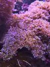 [TodoMarino.com] Euphyllias paradivisa Grandes y esquejes