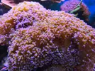 [TodoMarino.com] Euphyllias paradivisa Grandes y esquejes