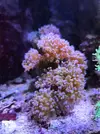 [TodoMarino.com] Euphyllias paradivisa Grandes y esquejes