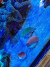 [TodoMarino.com] Pack montiporas esquejes