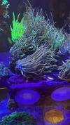 [TodoMarino.com] Euphyllia torch holly grail usa