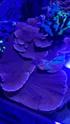 [TodoMarino.com] Montipora plato roja XL