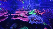 [TodoMarino.com] Montipora plato roja XL