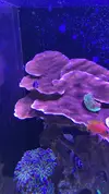 [TodoMarino.com] Montipora plato roja XL