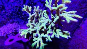 [TodoMarino.com] Cambio SPS por otros corales (no blandos)/invertebrados