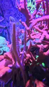 [TodoMarino.com] Cambio SPS por otros corales (no blandos)/invertebrados