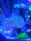 [TodoMarino.com] Regalo sarcophyton ehrembergi