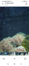 [TodoMarino.com] Rhodactis Indonesis