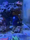 [TodoMarino.com] Vendo por mudanza, acuario y habitantes 450l liquidación total