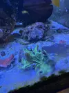[TodoMarino.com] Vendo por mudanza, acuario y habitantes 450l liquidación total