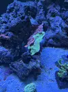 [TodoMarino.com] Vendo por mudanza, acuario y habitantes 450l liquidación total