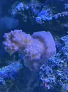 [TodoMarino.com] Vendo por mudanza, acuario y habitantes 450l liquidación total