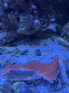 [TodoMarino.com] Vendo por mudanza, acuario y habitantes 450l liquidación total