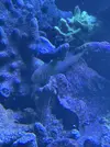 [TodoMarino.com] Vendo por mudanza, acuario y habitantes 450l liquidación total