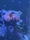 [TodoMarino.com] Vendo por mudanza, acuario y habitantes 450l liquidación total