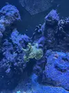 [TodoMarino.com] Vendo por mudanza, acuario y habitantes 450l liquidación total