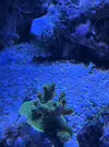 [TodoMarino.com] Vendo por mudanza, acuario y habitantes 450l liquidación total