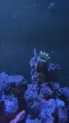 [TodoMarino.com] Vendo por mudanza, acuario y habitantes 450l liquidación total