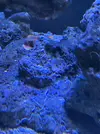 [TodoMarino.com] Vendo por mudanza, acuario y habitantes 450l liquidación total