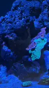 [TodoMarino.com] Vendo por mudanza, acuario y habitantes 450l liquidación total