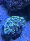 [TodoMarino.com] Vendo por mudanza, acuario y habitantes 450l liquidación total