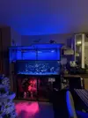 [TodoMarino.com] Vendo por mudanza, acuario y habitantes 450l liquidación total