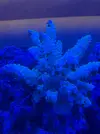 [TodoMarino.com] Acropora