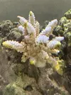 [TodoMarino.com] Acropora