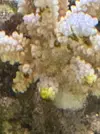 [TodoMarino.com] Acropora