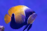 [TodoMarino.com] Vendido Pomacanthus narvachus