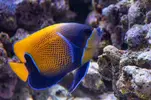 [TodoMarino.com] Vendido Pomacanthus narvachus