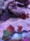 [TodoMarino.com] Pack montiporas esquejes