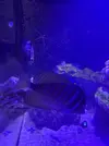 [TodoMarino.com] Vendo peces por desmonte
