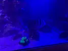 [TodoMarino.com] Vendo peces por desmonte