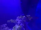 [TodoMarino.com] Vendo peces por desmonte
