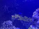 [TodoMarino.com] Vendo peces por desmonte