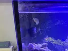 [TodoMarino.com] Vendo peces por desmonte