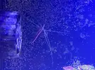 [TodoMarino.com] Vendo peces por desmonte
