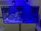 [TodoMarino.com] Vendo peces por desmonte