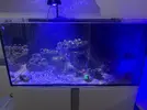 [TodoMarino.com] Vendo peces por desmonte