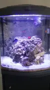 [TodoMarino.com] [VENDIDO] Desmonto, vendo: Acuario marino Sera 130L completo + mueble + equipo